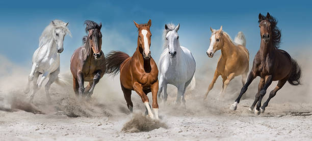 istock Horse herd run free 2227335591