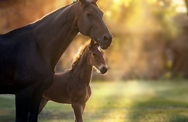 istock Lovely little foal with a mare 2227335596
