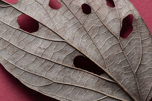 Fallen leaves photographed with a macro lens