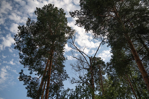 The tall and majestic pine trees stretch towards the vast sky, beautifully framed by clouds in a serene atmosphere