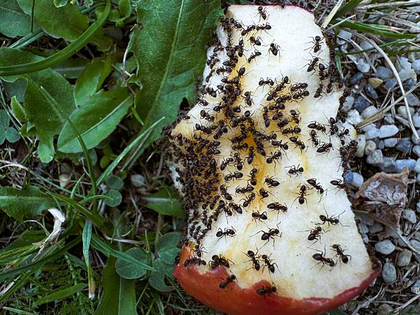 istock Improper Food Waste Disposal Impacting Urban Ecosystems. 2227337879