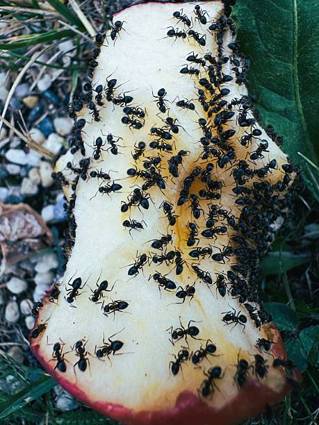 istock Ants on Discarded Apple Core Highlighting Littering and Food Waste. 2227337887