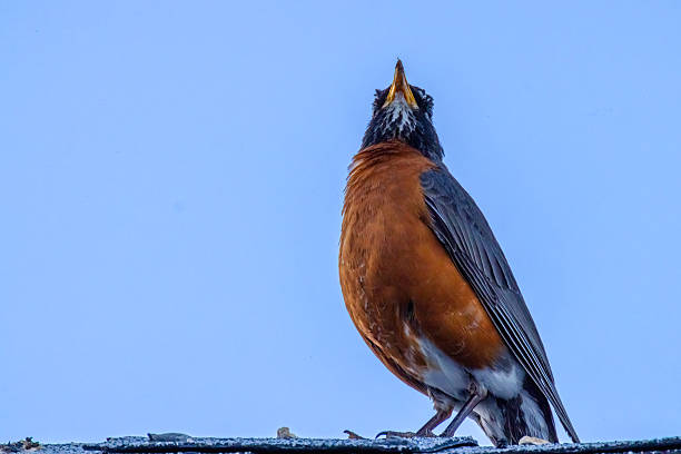 An American Robin stands proudly, looking skyward against a clear blue backdrop, embodying nature's beauty and the resilience of urban wildlife.