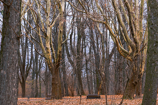 scary forest November nature environment space without people depressive solitude mystical view with empty wooden bench without people here
