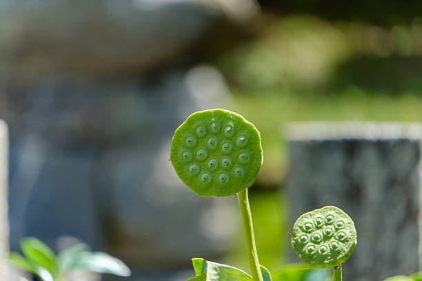 Two fresh green lotus seed pods stand upright in the sun, their distinct round shapes and evenly spaced seeds clearly visible against a soft background.