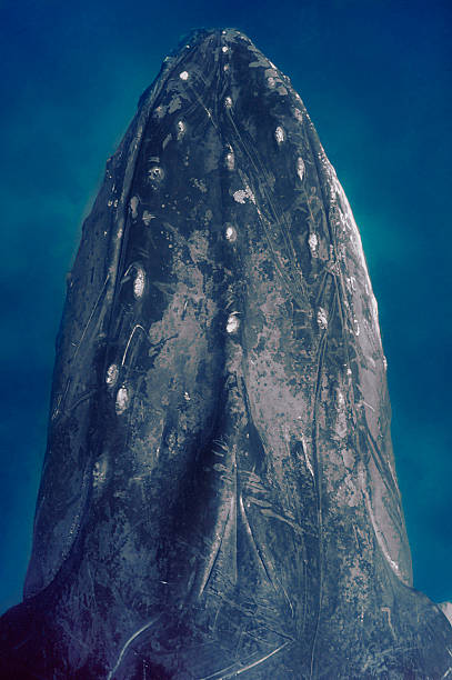 Humpback whale (Megaptera novaeangliae) head view from top (Banco de la Plata y la Navidad whale sanctuary) Dominican Republic