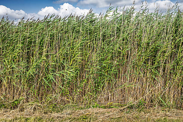 Although thatched houses have become rare in Denmark, wetlands covered with common reed are still widespread. Photo taken at Kalvebod Fælled on the southern tip of Amager Island, within a large nature reserve located about 30 minutes from downtown Copenhagen, the capital of Denmark.