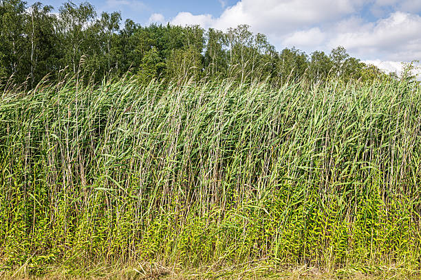 Although thatched houses have become rare in Denmark, wetlands covered with common reed are still widespread. Photo taken at Kalvebod Fælled on the southern tip of Amager Island, within a large nature reserve located about 30 minutes from downtown Copenhagen, the capital of Denmark.