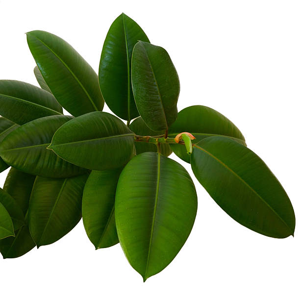 istock Ficus Elastica Rubber Plant Leaves on White Background. 2227345489