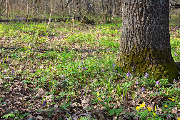 Forest floor scene with wildflowers and a large tree trunk
