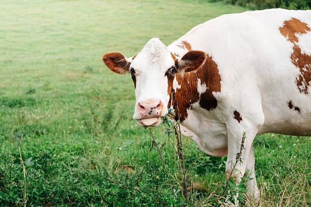 Beautiful black cow with white spots in meadow. Space for text