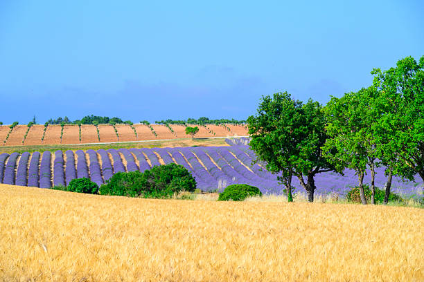 Lavender flowers blossoming on the plateau of Valensole in the Provence during a summer morning. It typically occurs from late June to mid-July, depending on the weather and elevation. The air is filled with sounds of buzzing bees and the scent of lavender permeates the air. Golden wheat fields grow nearby, adding colorful contrast. Local products include lavender oil, soaps, liqueurs, and honey.