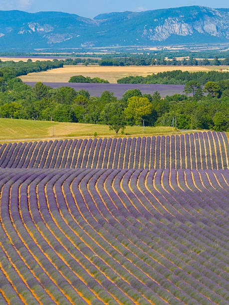 Lavender flowers blossoming on the plateau of Valensole in the Provence during a summer day. It typically occurs from late June to mid-July, depending on the weather and elevation. The air is filled with sounds of buzzing bees and the scent of lavender permeates the air. Golden wheat fields grow nearby, adding colorful contrast. Local products include lavender oil, soaps, liqueurs, and honey.