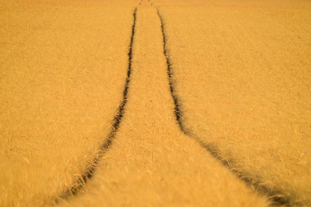 Close op of a golden yellow wheat field with tractor tracks in the middle during summer in the Provence, France.