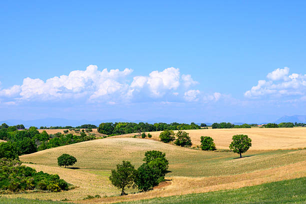 Landscape with rolling hills on the plateau of Valensole in the Provence during a summer day. Valensole is a commune in the Alpes-de-Haute-Provence department in the southeastern Provence-Alpes-Côte d'Azur region of France.