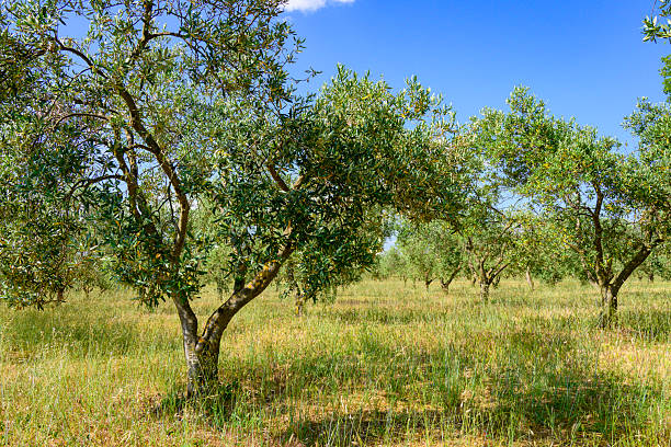 istock Olive trees in an orchard in the Provence 2227347205