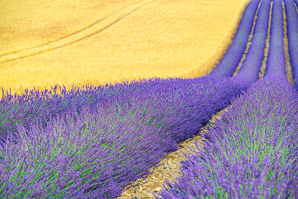 Lavender flowers blossoming next to a wheat field on the plateau of Valensole in the Provence during sunset after a summer day. It typically occurs from late June to mid-July, depending on the weather and elevation. The air is filled with sounds of buzzing bees and the scent of lavender permeates the air. Golden wheat fields grow nearby, adding colorful contrast. Local products include lavender oil, soaps, liqueurs, and honey.