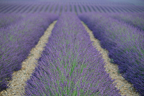 Lavender flowers blossoming on the plateau of Valensole in the Provence during a summer evening. It typically occurs from late June to mid-July, depending on the weather and elevation. The air is filled with sounds of buzzing bees and the scent of lavender permeates the air. Golden wheat fields grow nearby, adding colorful contrast. Local products include lavender oil, soaps, liqueurs, and honey.