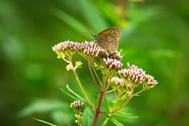 Different plants attract a wide range of insect species to aid in pollen dispersal. Photo taken at Kalvebod Fælled on the southern end of Amager Island, in a vast nature reserve located just 30 minutes from downtown Copenhagen, Denmark’s capital city.