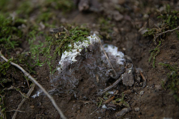 Silver Leaf Fungus - Chondrostereum purpureum