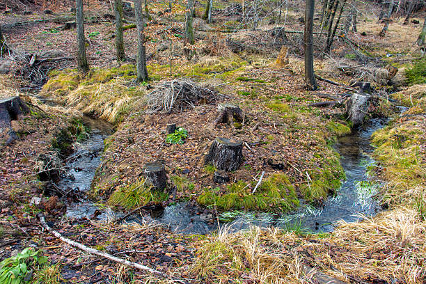A bend of the stream in the autumn forest
