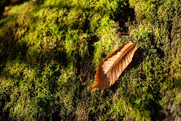 istock Dried brown leaf on green moss background 2227356090