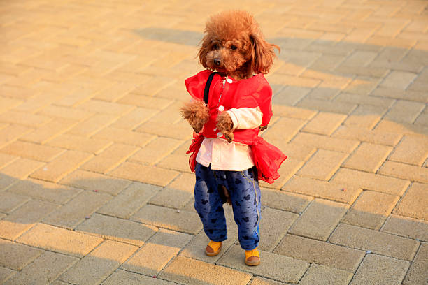 Teddy pet dog on the square