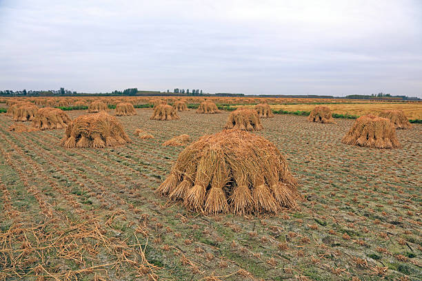 Reaped rice in the field