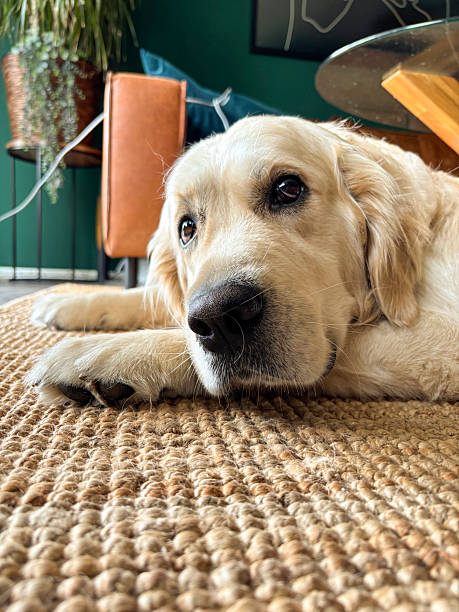 istock A golden retriever looking into the camera. 2227361839