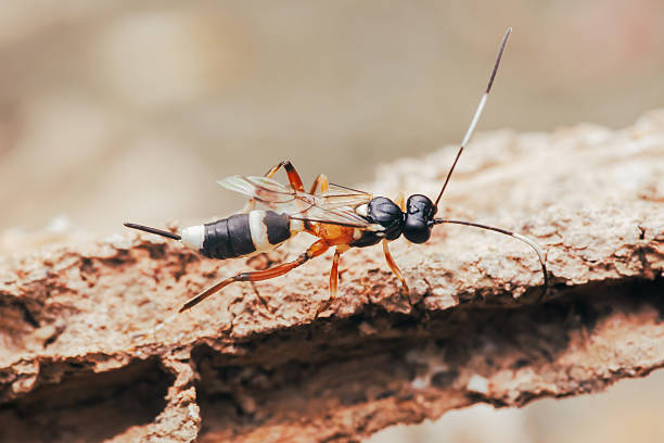 istock Ichneumon wasp exploring a piece of wood in nature 2227362400