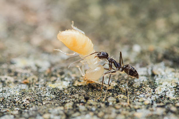 istock Black ant carrying termite on ground in natural habitat 2227362442
