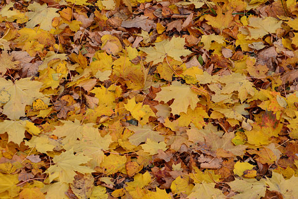istock Fallen Autumn Leaves A Golden Blanket background 2227362545