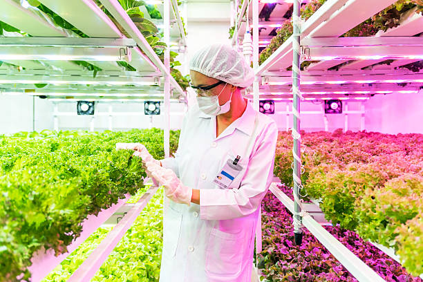 istock Scientist inspects leafy greens in a vertical hydroponic farm under LED grow lights. Modern agriculture innovation ensures clean, sustainable food production in urban environments using smart tech. 2227363243
