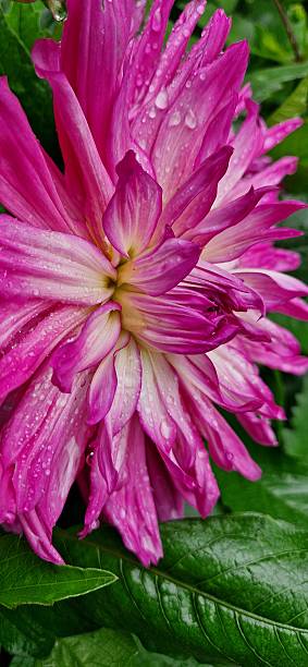 istock rosa flower - Dahlia 2227365154