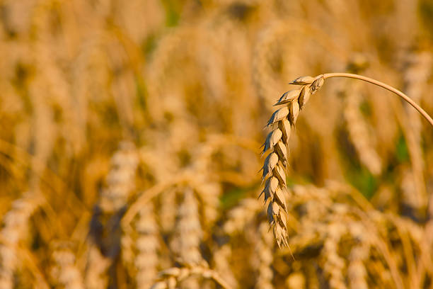 close-up of a ripe ear of wheat growing in an agricultural field, captured in natural light