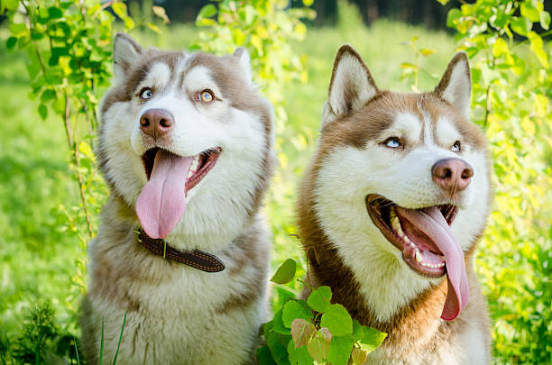istock Siberian huskies in lush greenery, capturing joyful moment 2227367215