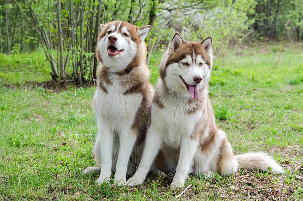 istock Two siberian huskies sitting on grassy field in sunny park 2227367219