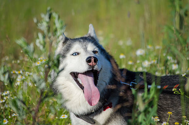 Siberian husky basks in lush meadow, surrounded by green foliage and daisies. Sunlight highlights blue eyes and expressive face. Vibrant scene captures joyful energy