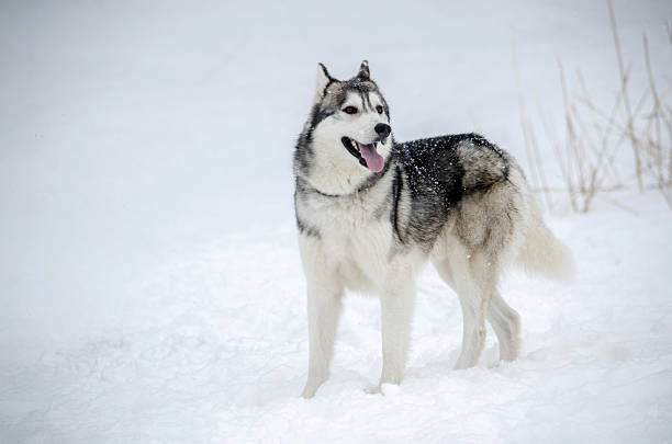 istock Siberian husky in snowy wilderness 2227367242