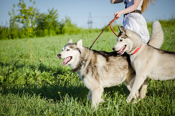 istock Two huskies walk on lush green meadow under clear sky 2227367259