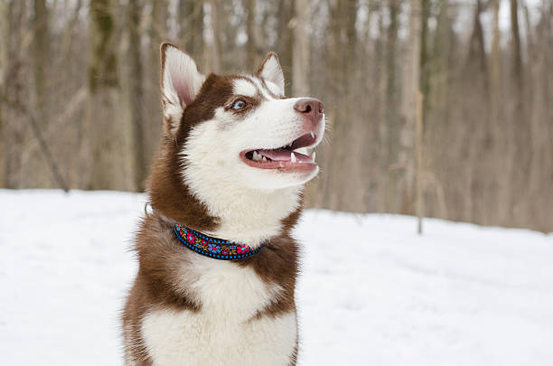 Brown and white husky with blue eyes stands in snowy forest. Energetic expression with open mouth. Colorful collar adds contrast to wintry background