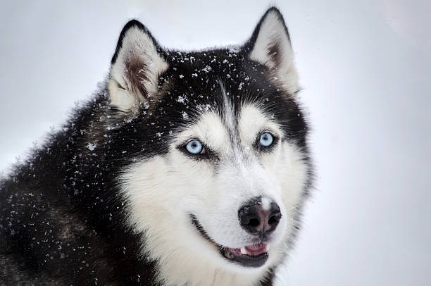 Husky in snow with piercing blue eyes