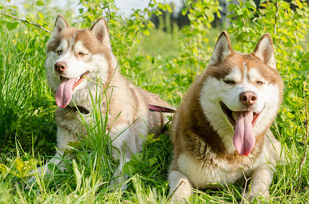 istock Siberian huskies resting in sunny green field 2227367298