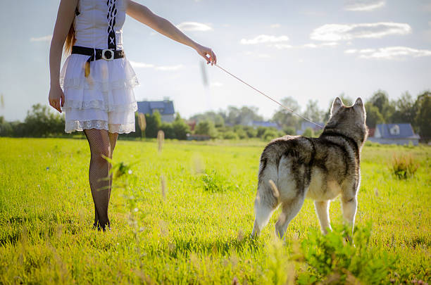 istock Young woman walking husky on sunny field 2227367316