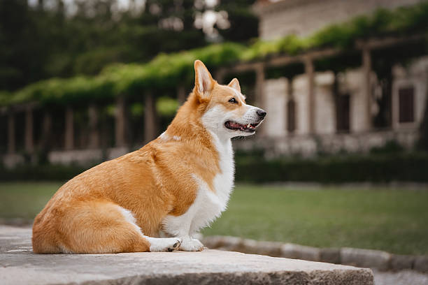 istock A funny ginger Corgi is sitting in a green park 2227367994