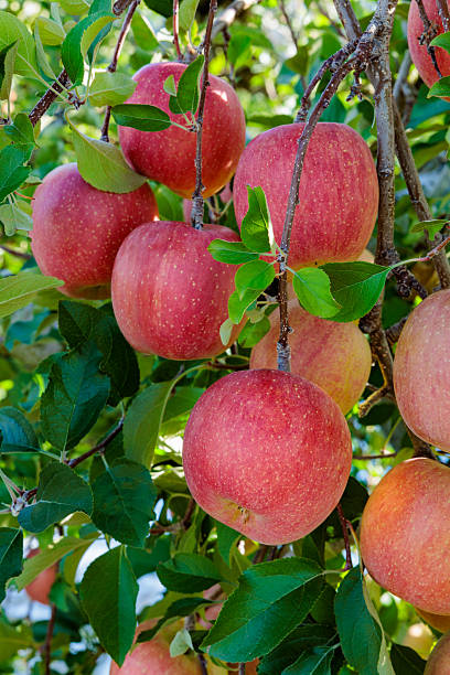 istock Delicious red apples in the orchard. 2227368648