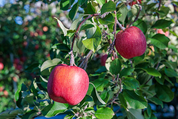 istock Delicious red apples in the orchard. 2227368714