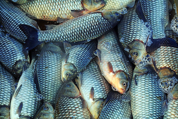 istock Piles of crucian carp 2227371218