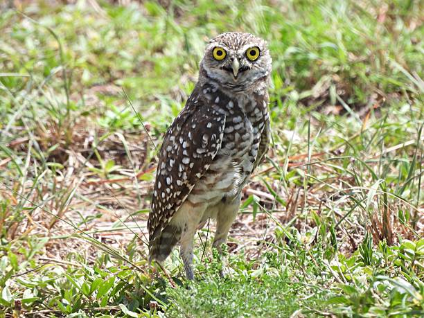 istock Burrowing Owl - (Athene cunicularia) -  looking at the camera 2227371263