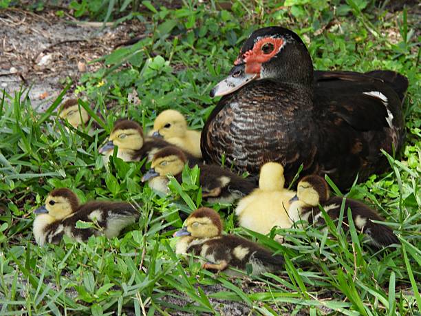 istock Muscovy Duck (Cairina moschata) - with ducklings lying down in the grass 2227371283